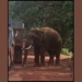 Sundaragada tusker menace