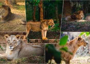 Nandankanan Celebrates World Lion Day: 17 Asiatic Lions and a Legacy of Hand-Reared Cubs
