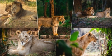 Nandankanan Celebrates World Lion Day: 17 Asiatic Lions and a Legacy of Hand-Reared Cubs