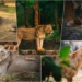 Nandankanan Celebrates World Lion Day: 17 Asiatic Lions and a Legacy of Hand-Reared Cubs