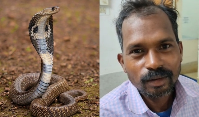 Youth Bites Cobra