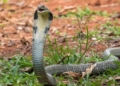 Sundaragada snakebite deaths