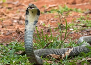 Sundaragada snakebite deaths