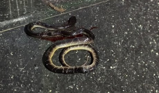 Gajapati snakebite deaths