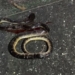 Gajapati snakebite deaths