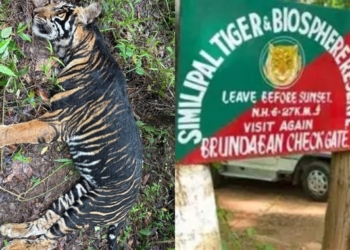 Similipal Melanistic Tigress