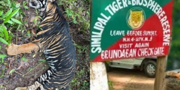 Similipal Melanistic Tigress