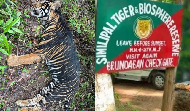 Similipal Melanistic Tigress