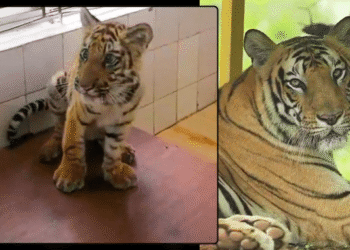 8-Month-Old Tiger Cub Dies at Nandankanan Zoo; Population Drops to 26