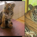 8-Month-Old Tiger Cub Dies at Nandankanan Zoo; Population Drops to 26