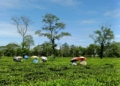 tea cultivation in Odisha highlands