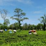 tea cultivation in Odisha highlands