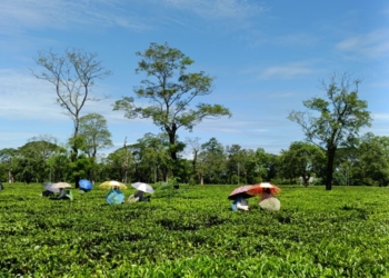 Odisha’s High Hills Hold Hidden Promise for Tea