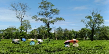 tea cultivation in Odisha highlands