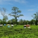 tea cultivation in Odisha highlands