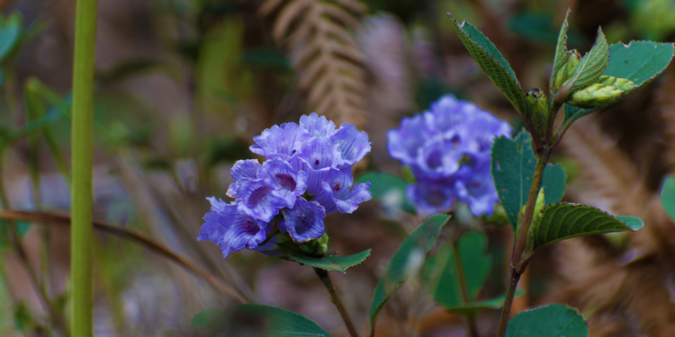 Neelakurinji Wiki Commons of the Wild
