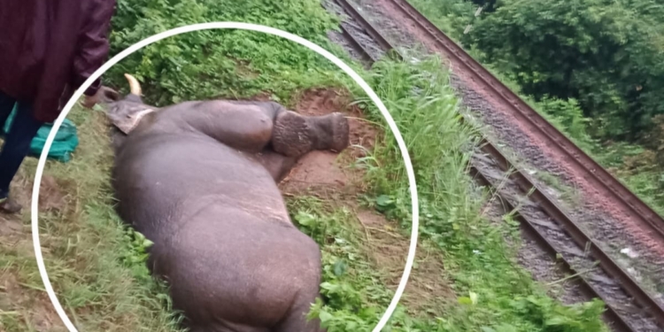 Elephant