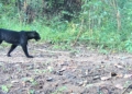 black panthers Nayagada forest