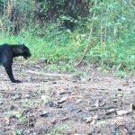 black panthers Nayagada forest