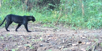 black panthers Nayagada forest