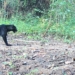 black panthers Nayagada forest