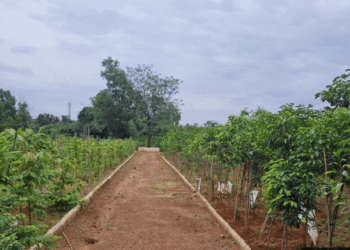 Bhubaneswar urban plantation
