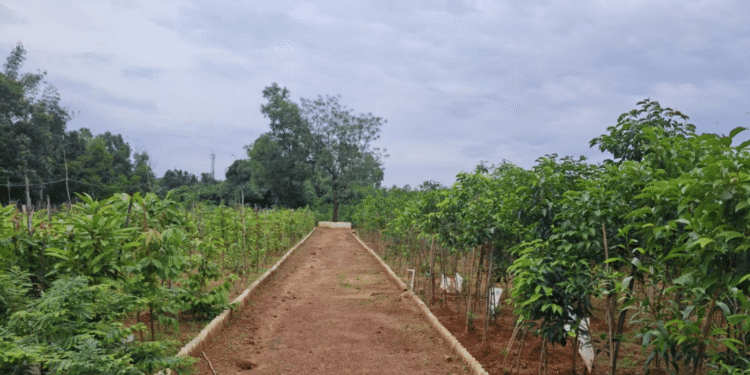 Bhubaneswar urban plantation
