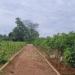 Bhubaneswar urban plantation