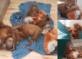 Nandankanan rescued orangutans