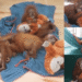 Nandankanan rescued orangutans