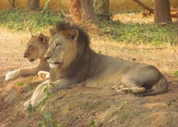Nandankanan Zoo welcomes two Asiatic lion cubs, lion population rises to 24