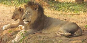 Nandankanan Zoo welcomes two Asiatic lion cubs, lion population rises to 24
