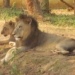 Nandankanan Zoo welcomes two Asiatic lion cubs, lion population rises to 24