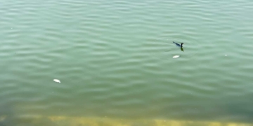 Narendra Pond dead fish Puri