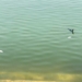 Narendra Pond dead fish Puri