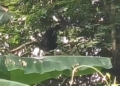 Nandankanan hoolock gibbon escape