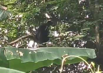 Nandankanan hoolock gibbon escape
