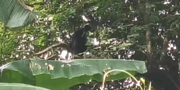 Nandankanan hoolock gibbon escape