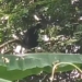 Nandankanan hoolock gibbon escape
