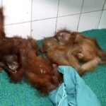 Nandanankanan orangutan rescue care