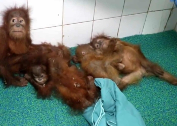 Odisha orangutan rescue