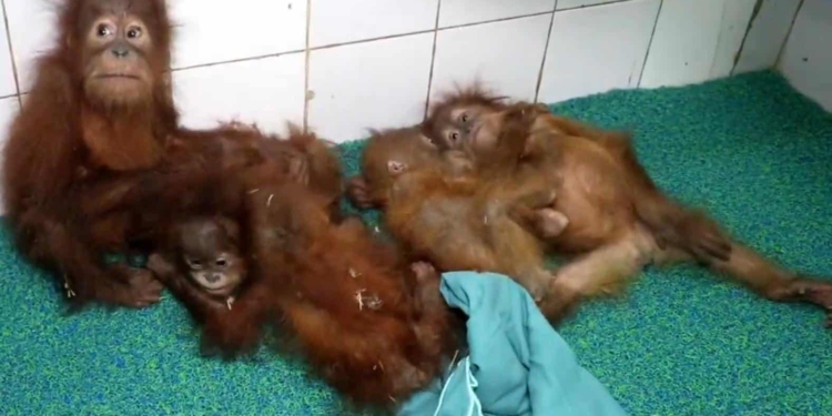 Odisha orangutan rescue