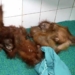 Odisha orangutan rescue