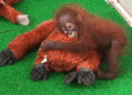 Rescued baby orangutans Nandankanan