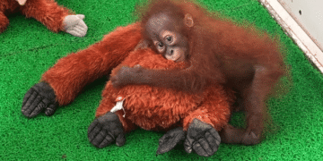 Rescued baby orangutans Nandankanan
