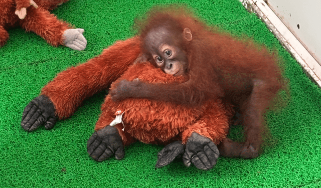 Rescued baby orangutans Nandankanan