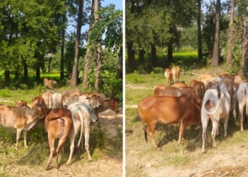 cattle rescue Kalimela