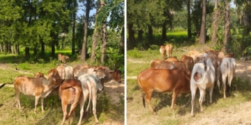 cattle rescue Kalimela
