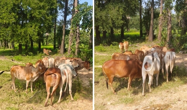 cattle rescue Kalimela