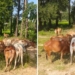 cattle rescue Kalimela